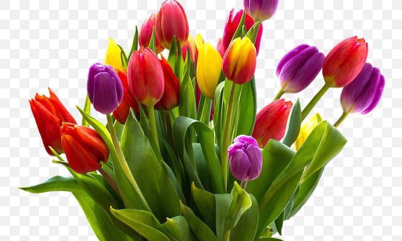 Steve MacLean Public School Cut Flowers Tulip Floral Design, PNG, 800x491px, Steve Maclean Public School, Bud, Cut Flowers, Easter, Floral Design Download Free