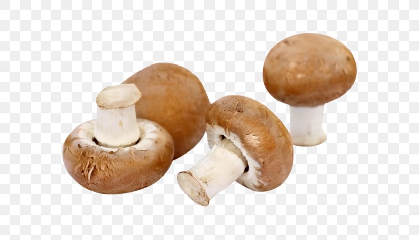 Common Mushroom Fungus Fungiculture Гъбите в България, PNG, 600x469px, Common Mushroom, Agaricaceae, Agaricomycetes, Agaricus, Champignon Mushroom Download Free