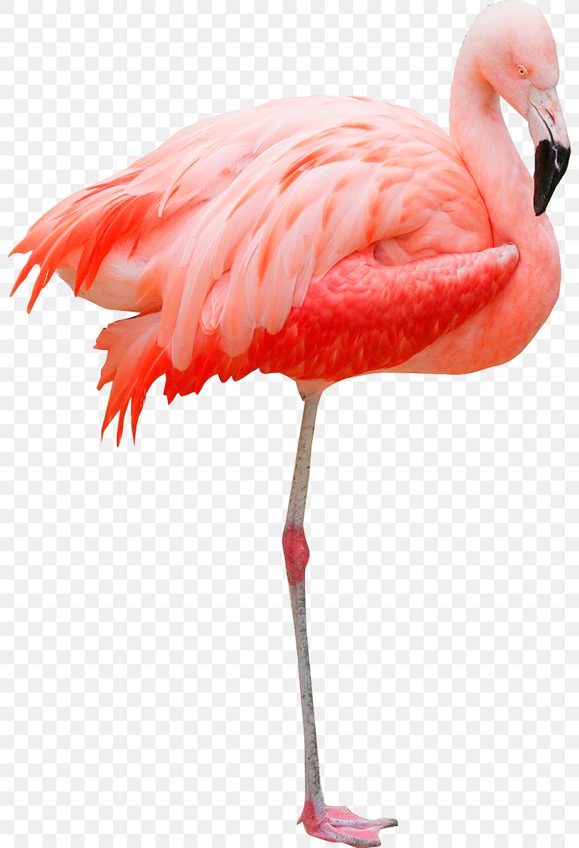 Flamingos Bird Crane, PNG, 798x1200px, Flamingos, Beak, Bird, Crane, Feather Download Free