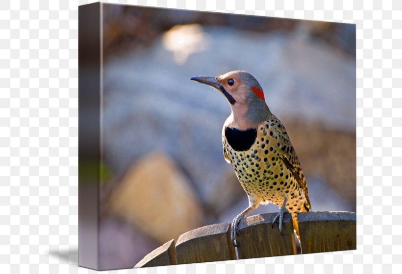 Northern Flicker Bird Stock Photography Royalty-free, PNG, 650x560px, Northern Flicker, Beak, Bird, Bird Nest, Blacknaped Oriole Download Free