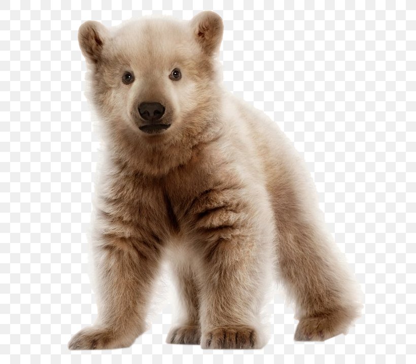 Polar Bear Brown Bear Pizzly Grizzly Bear, PNG, 657x719px, Polar Bear, Animal, Arctic, Baby Polar Bear, Bear Download Free