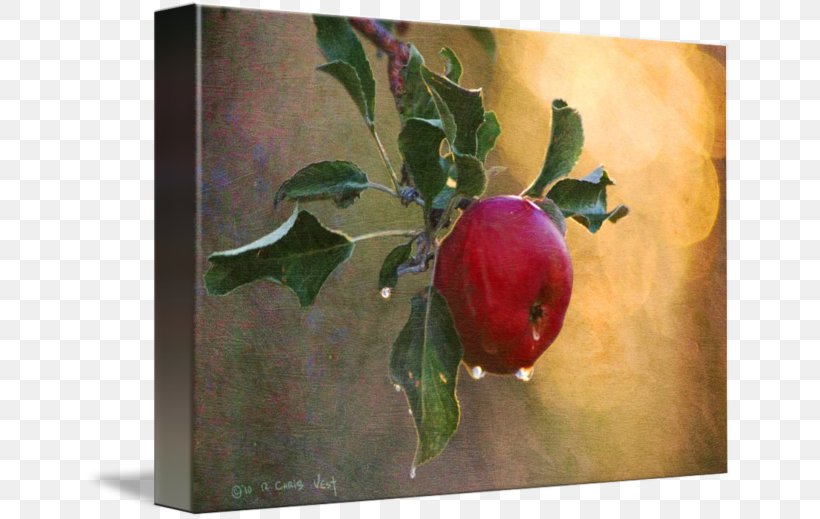 Still Life Photography Watercolor Painting Gallery Wrap Canvas, PNG, 650x519px, Still Life, Apple, Art, Artwork, Canvas Download Free