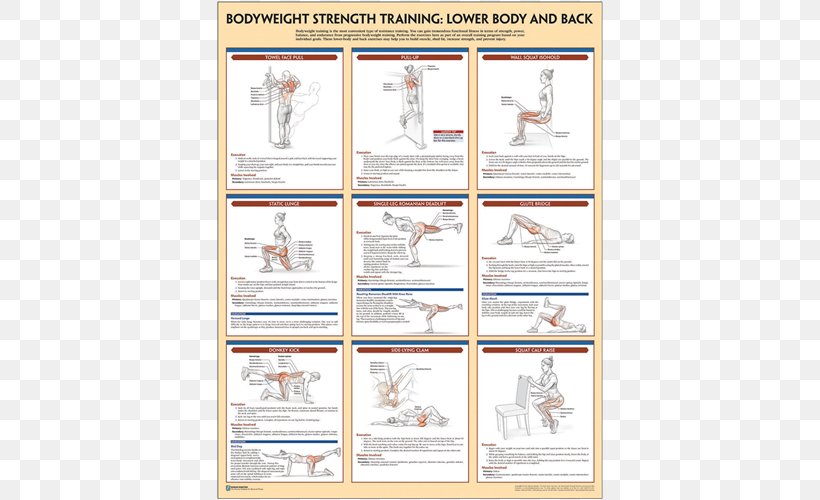 Bodyweight Strength Training Anatomy Bodyweight Exercise, PNG, 500x500px, Strength Training Anatomy, Area, Bodybuilding, Bodyweight Exercise, Exercise Download Free