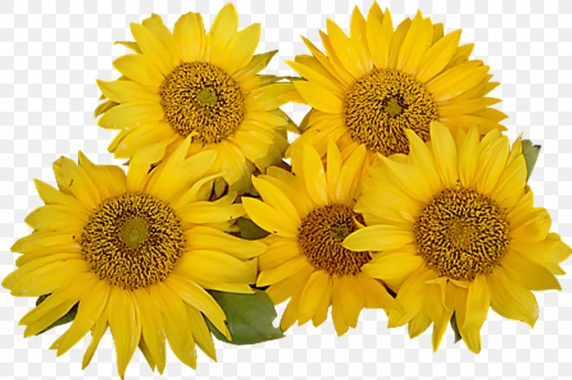 Common Sunflower Clip Art, PNG, 1280x852px, Common Sunflower, Annual Plant, Computer Software, Cut Flowers, Daisy Family Download Free