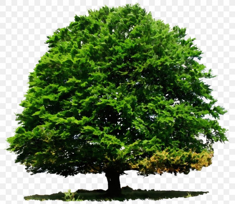 Deciduous Evergreen Tree Conifers Oak, PNG, 1150x999px, Deciduous, American Larch, Arbor Day, Branch, California Live Oak Download Free