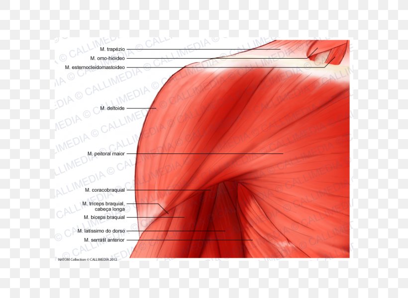 Deltoid Muscle Shoulder Coracobrachialis Muscle Anatomy Nerve, PNG, 600x600px, Deltoid Muscle, Anatomy, Anterior Shoulder, Arm, Coracobrachialis Muscle Download Free