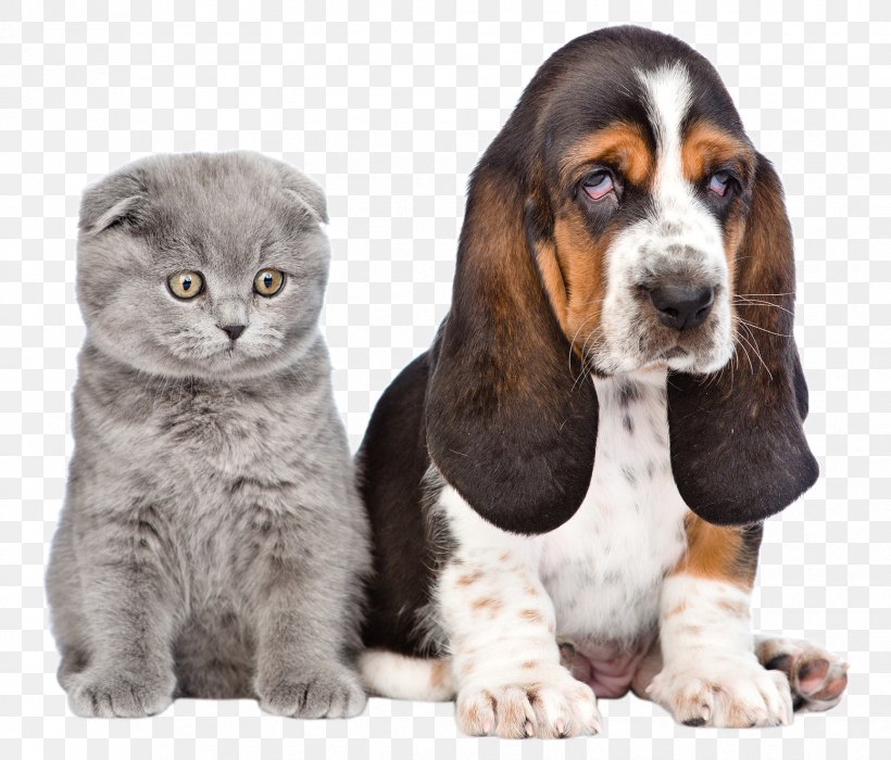 Dog Puppy Cat Pet Shop, PNG, 1728x1477px, Dog, Animal, Basset Hound, Carnivoran, Cat Download Free