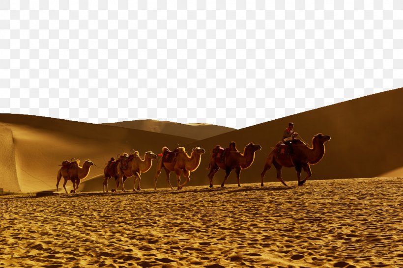 Dromedary Sahara Erg Desert, PNG, 1024x683px, Dromedary, Aeolian Landform, Arabian Camel, Camel, Camel Like Mammal Download Free