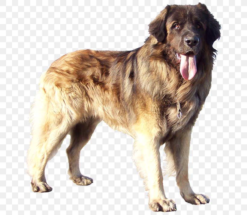 Leonberger Sarplaninac Caucasian Shepherd Dog Estrela Mountain Dog Dog Breed, PNG, 662x715px, Leonberger, Ancient Dog Breeds, Animal, Aretus, Breed Download Free