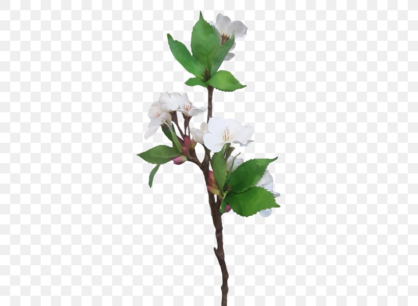Twig Flowerpot Cut Flowers Plant Stem Houseplant, PNG, 800x600px, Twig, Branch, Cut Flowers, Flora, Flower Download Free
