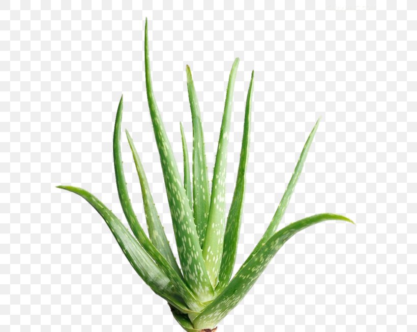 Aloe Vera Aloin Extract Succulent Plant Plants, PNG, 658x654px, Aloe Vera, Agave, Agave Azul, Aloe, Aloe Vera Leaf Download Free