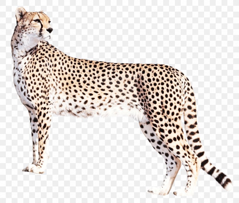 Cats Cartoon, PNG, 850x723px, 4k Resolution, Cheetah, African Leopard, Animal, Animal Figure Download Free