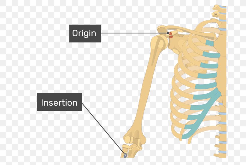 Coracobrachialis Muscle Biceps Deltoid Muscle Origin And Insertion, PNG, 770x550px, Coracobrachialis Muscle, Anatomy, Arm, Biceps, Brachialis Muscle Download Free