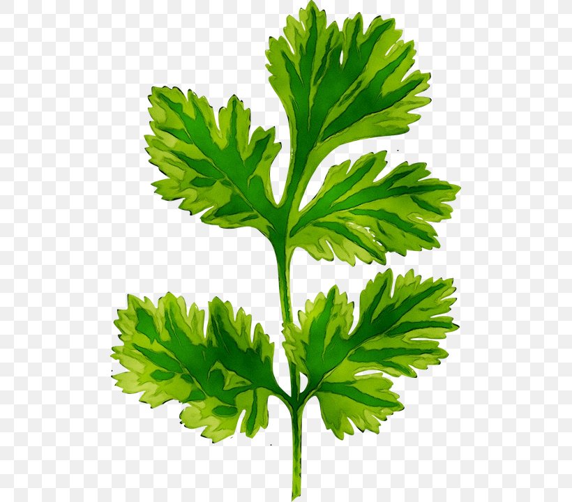 Coriander Seed Clip Art Thai Cuisine Herb, PNG, 503x720px, Coriander, Botany, Coriander Seed, Culantro, Cumin Download Free