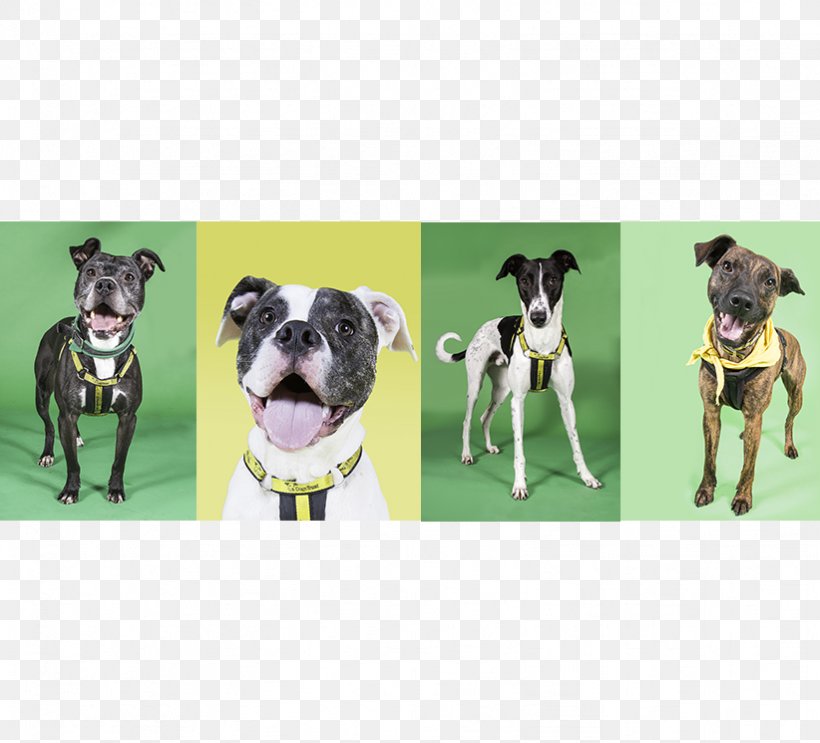 Dog Breed Great Dane Leash Snout, PNG, 822x745px, Dog Breed, Breed, Carnivoran, Dog, Dog Like Mammal Download Free