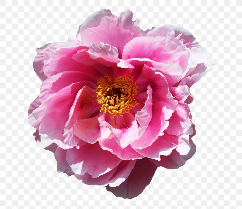 Flowers Background, PNG, 700x709px, Rose, Artificial Flower, Chinese Peony, Cut Flowers, Floral Design Download Free