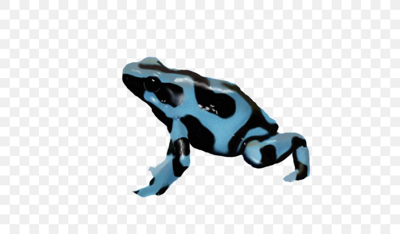 Toad True Frog Poison Dart Frog Tree Frog, PNG, 640x480px, Toad, Amphibian, Animal Figure, Arrow Poison, Blue Poison Dart Frog Download Free