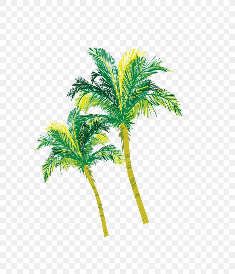Arecaceae Coconut Tree, PNG, 1000x1168px, Arecaceae, Arecales, Beach, Branch, Coconut Download Free