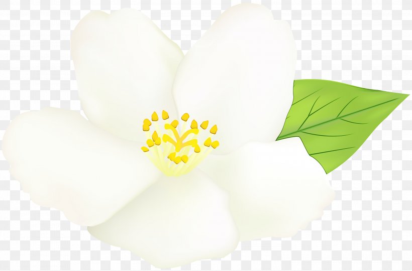 Black And White Flower, PNG, 3000x1981px, Flower, Black, Black And White, Drawing, Logo Download Free