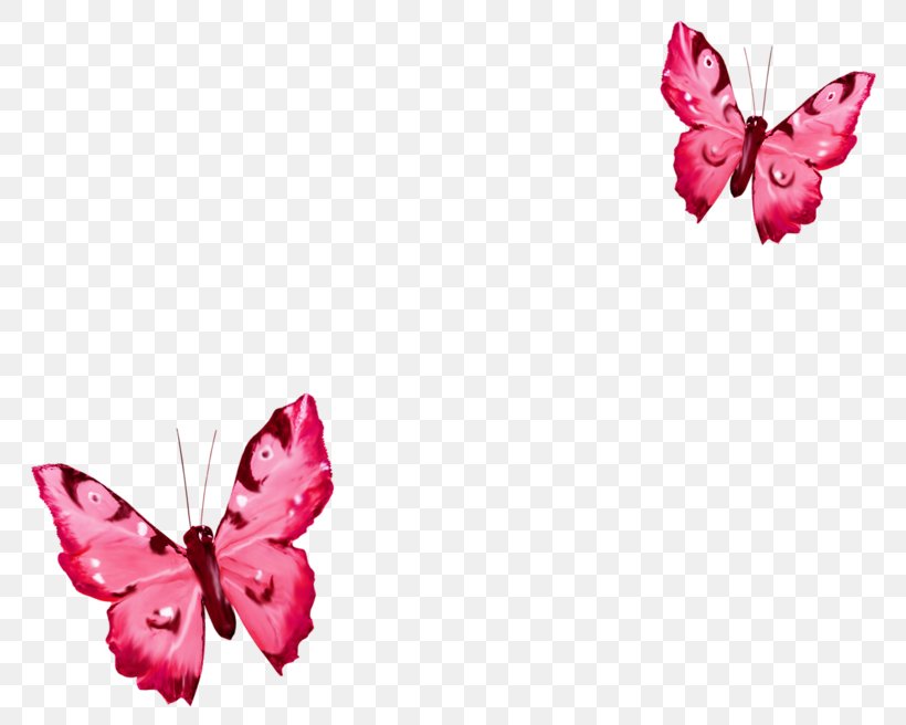 Butterfly Clip Art Image Borboleta, PNG, 800x656px, Butterfly, Arthropod, Borboleta, Flower, Flowering Plant Download Free