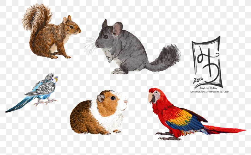 Cat Rodent Rat Animal Pet, PNG, 1024x631px, Cat, Animal, Animal Figure, Carnivora, Carnivoran Download Free