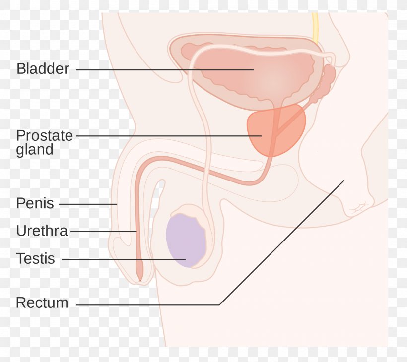 Ear Prostate Cancer Gland Prostatitis, PNG, 2000x1781px, Watercolor, Cartoon, Flower, Frame, Heart Download Free