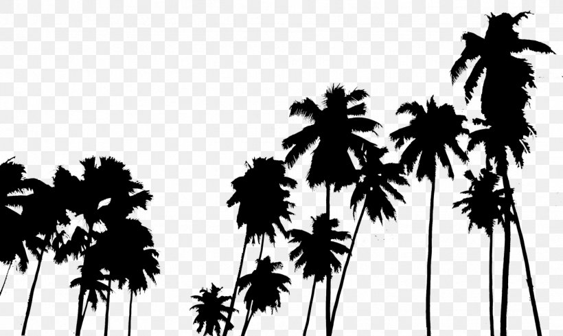 Arecaceae Tree Plant, PNG, 1343x801px, Arecaceae, Arecales, Black And White, Borassus Flabellifer, Branch Download Free