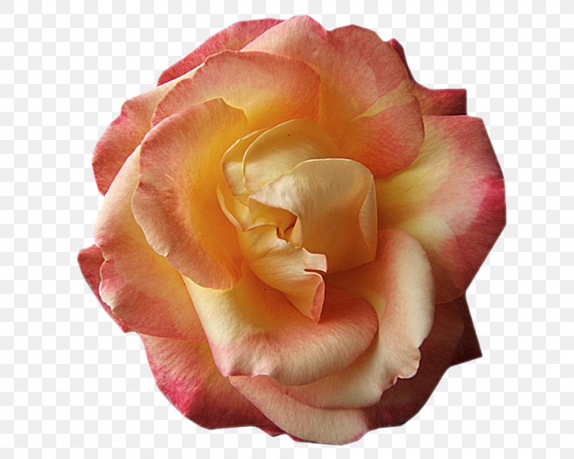 Floribunda Cabbage Rose Garden Roses Cut Flowers Petal, PNG, 1000x800px, Floribunda, Cabbage Rose, China Rose, Closeup, Cut Flowers Download Free