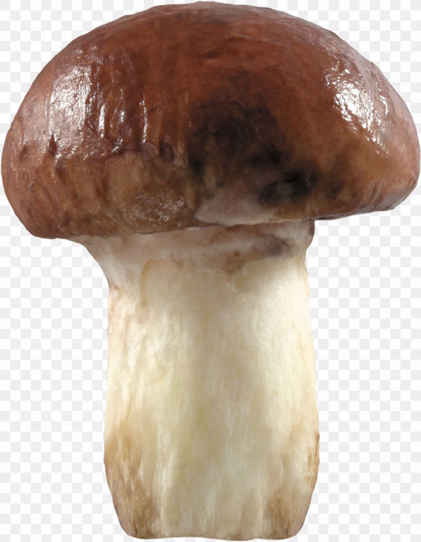 Fungus Mushroom Clip Art, PNG, 2110x2717px, Fungus, Edible Mushroom, Fur, Image File Formats, Ingredient Download Free