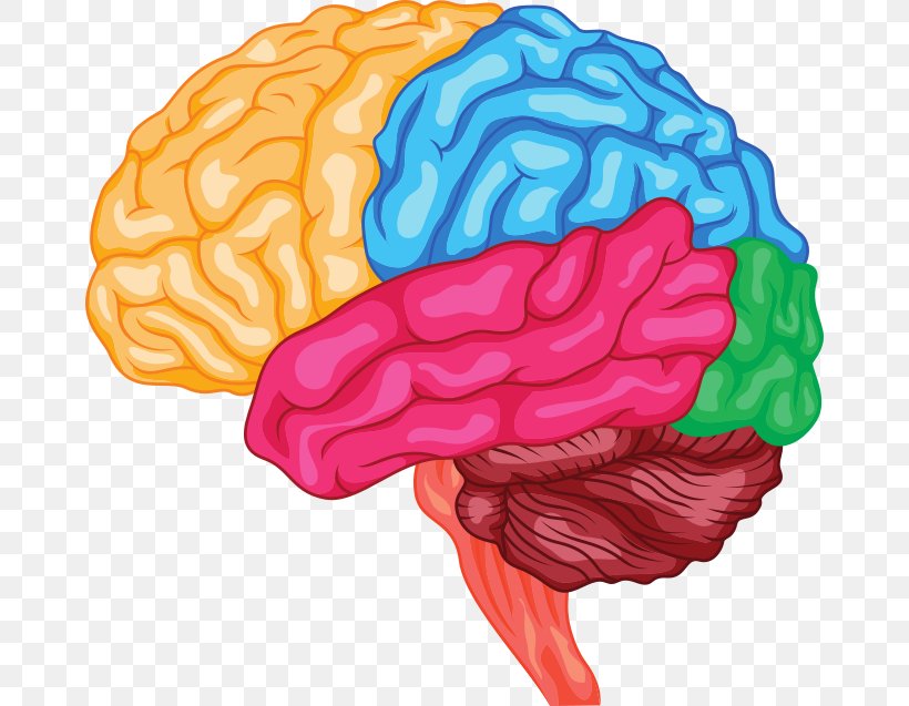 Human Brain Anatomy Brainstem Cerebrum, PNG, 666x637px, Watercolor, Cartoon, Flower, Frame, Heart Download Free