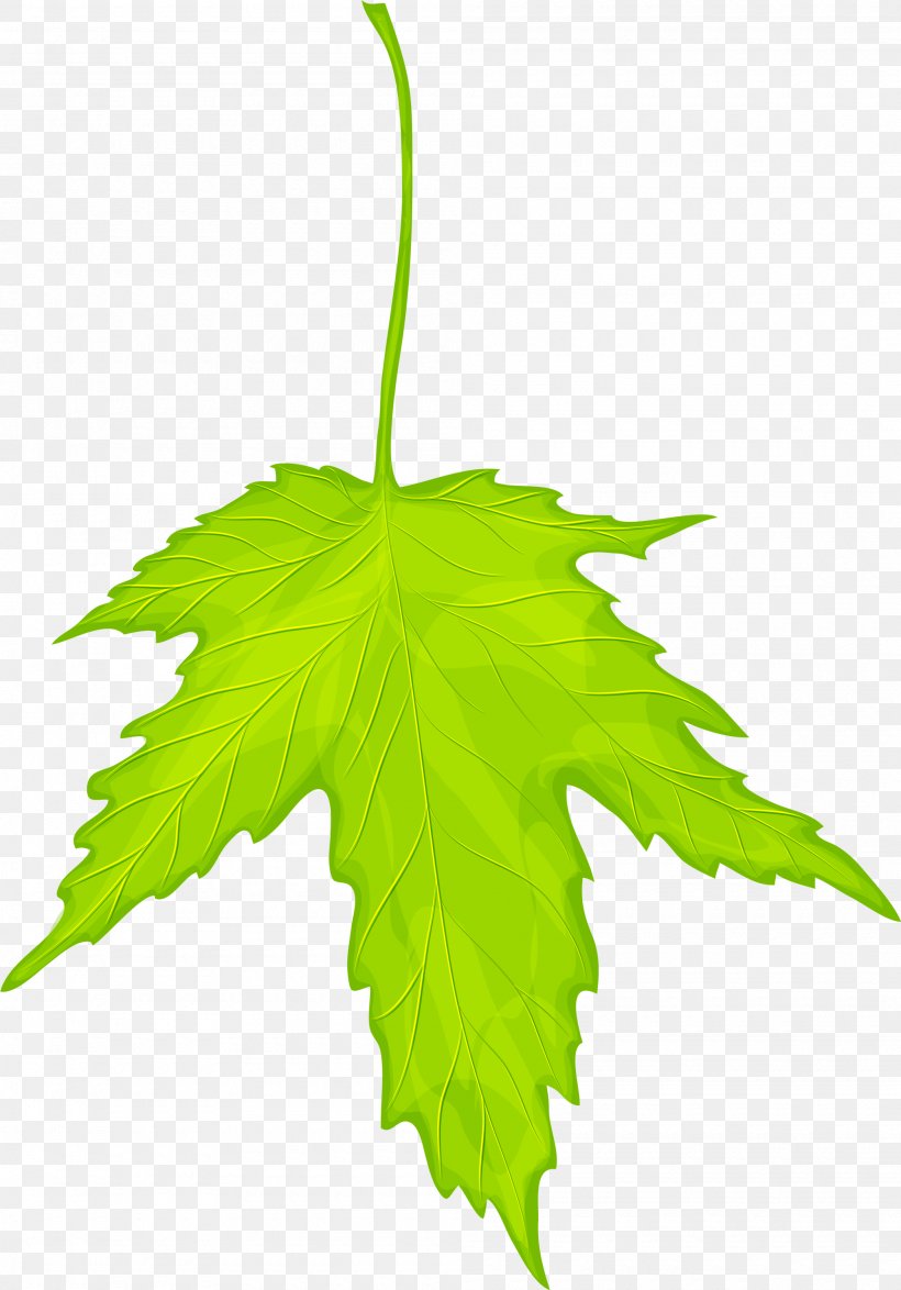 Maple Leaf Green, PNG, 2000x2865px, Leaf, Branch, Copyright, Green, Maple Leaf Download Free