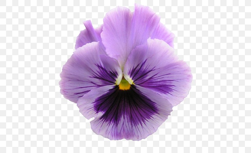Pansy Flower Garden Floral Design, PNG, 550x500px, Pansy, Annual Plant, Color, Edible Flower, Floral Design Download Free