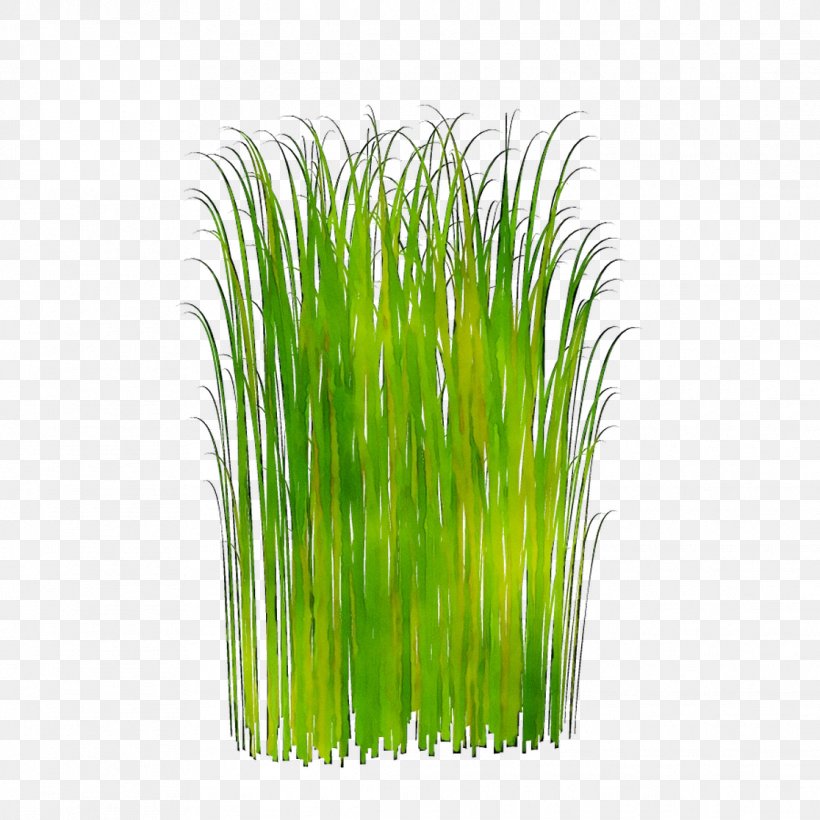 Wheatgrass Aquarium Plant Stem Plants, PNG, 1116x1116px, Wheatgrass, Aquarium, Aquarium Decor, Grass, Grass Family Download Free