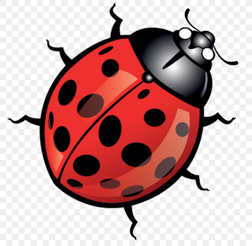 Beetle Ladybird Clip Art, PNG, 800x800px, Beetle, Artwork, Drawing, Fruit, Insect Download Free