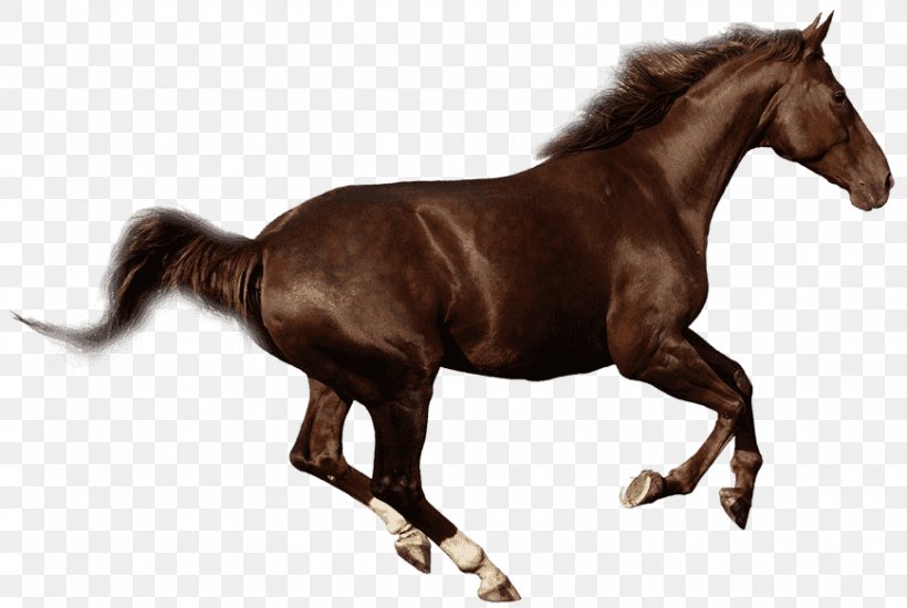 Budyonny Horse Gallop Foal Mare Stock Photography, PNG, 869x583px, Budyonny Horse, Animal Figure, Bridle, Chestnut, Collection Download Free