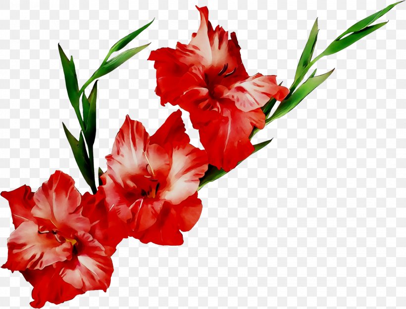 Flower Bouquet Gladiolus Wedding Anniversary Gift, PNG, 2145x1637px, Flower, Anniversary, Botany, Carnation, Cut Flowers Download Free