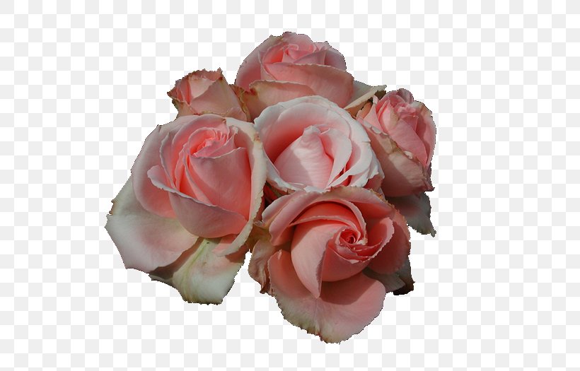 Flower Rosa Peace Hybrid Tea Rose Clip Art, PNG, 700x525px, Flower, Artificial Flower, Cut Flowers, Floribunda, Flower Bouquet Download Free