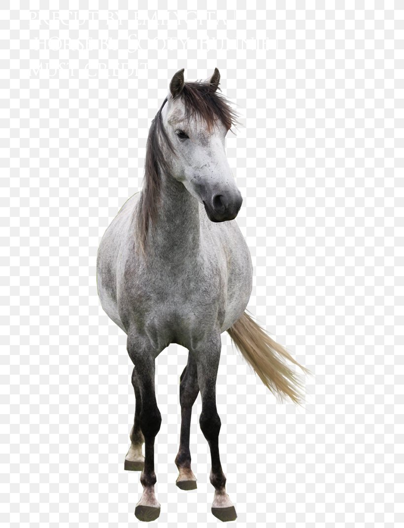 Arabian Horse Mane Mustang Stallion Andalusian Horse, PNG, 714x1071px, Arabian Horse, American Quarter Horse, Andalusian Horse, Back, Bridle Download Free