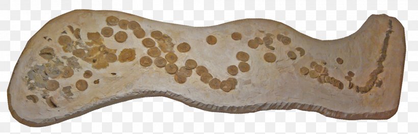 Shark Niobrara Formation Squalicorax Late Cretaceous Aletopelta, PNG, 1920x618px, Shark, Animal Figure, Ankylosauria, Carboniferous, Dinosaur Download Free