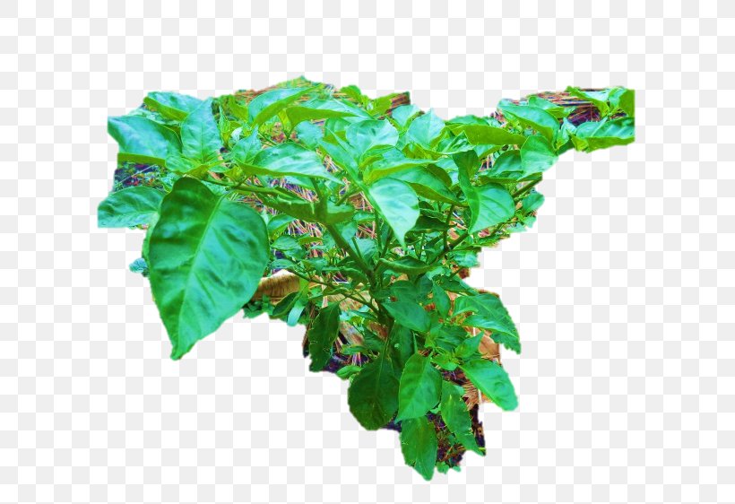 Basil Flowerpot Leaf, PNG, 749x562px, Basil, Flowerpot, Herb, Leaf, Plant Download Free