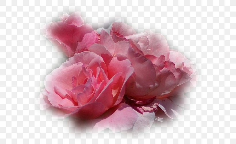 Garden Roses Flower Cabbage Rose Petal Clip Art, PNG, 612x499px, Garden Roses, Author, Blog, Book, Cabbage Rose Download Free