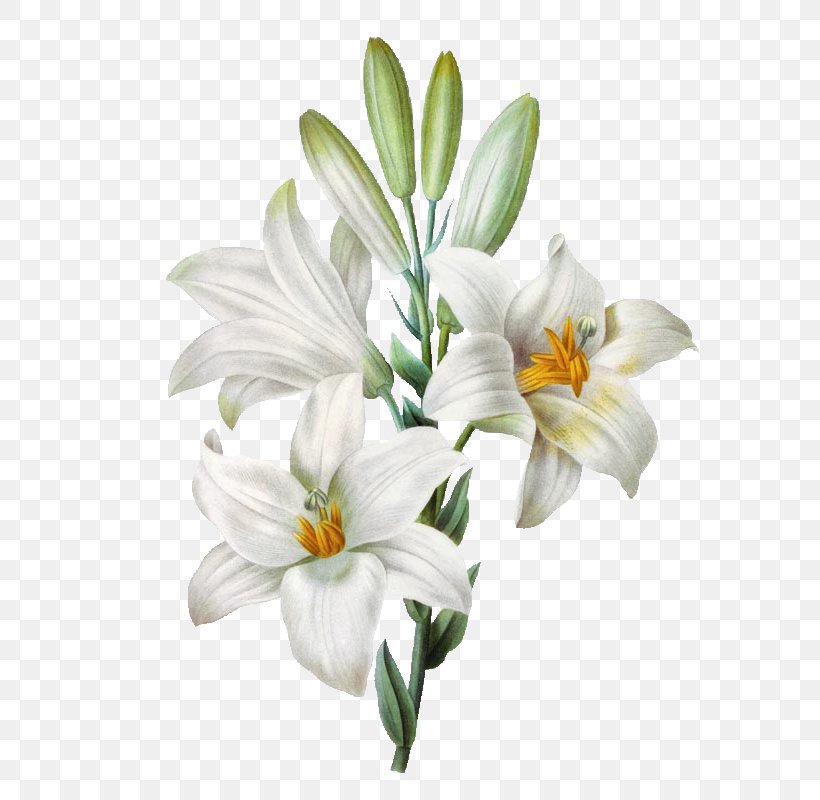 Madonna Lily Easter Lily Watercolor Painting Flower, PNG, 624x800px, Madonna Lily, Arumlily, Botanical Illustration, Cut Flowers, Drawing Download Free