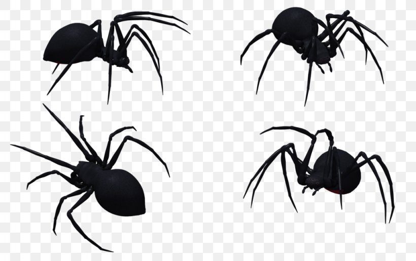 Widow Spiders Stock Photography Clip Art, PNG, 1024x645px, Spider, Arachnid, Arthropod, Black And White, Blog Download Free