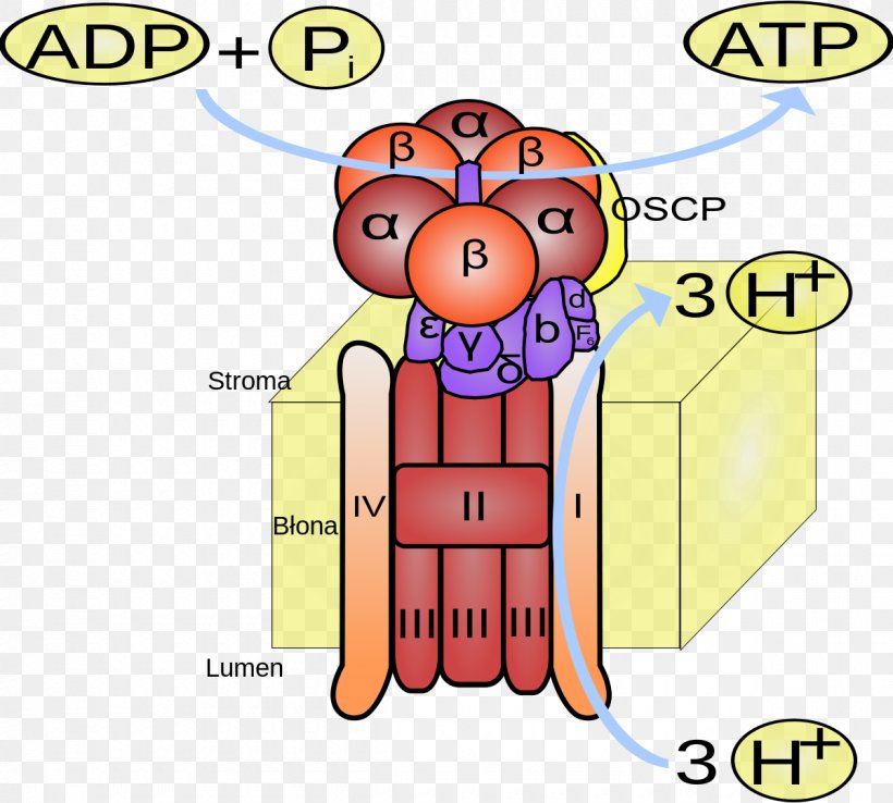 ATP Synthase Adenosine Triphosphate ADP/ATP Translocase Photophosphorylation, PNG, 1200x1080px, Watercolor, Cartoon, Flower, Frame, Heart Download Free