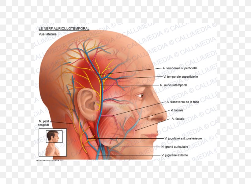 Auriculotemporal Nerve Superficial Temporal Artery Anatomy Facial Nerve, PNG, 600x600px, Watercolor, Cartoon, Flower, Frame, Heart Download Free