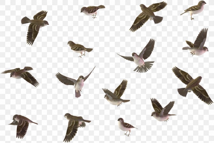 Bird Animal Migration Bird Migration Flock Pigeons And Doves, PNG, 946x633px, Bird, Animal Migration, Beak, Bird Migration, Falconiformes Download Free