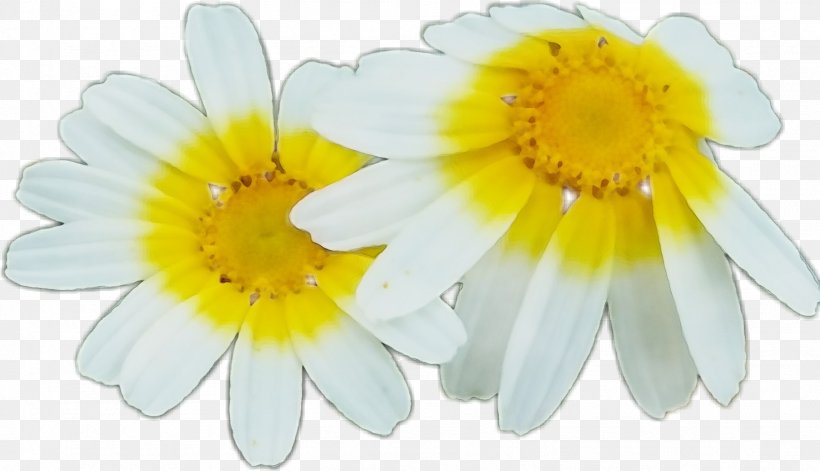 Daisy, PNG, 1617x929px, Watercolor, Camomile, Chamomile, Daisy, Flower Download Free