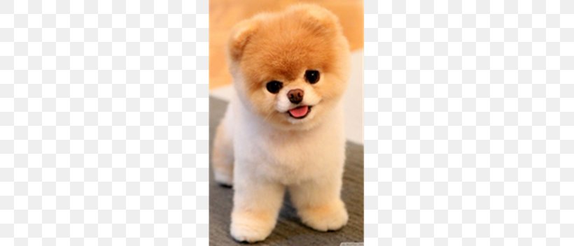 Pomeranian Puppy Chow Chow Boo Stuffed Animals & Cuddly Toys, PNG, 352x352px, Watercolor, Cartoon, Flower, Frame, Heart Download Free