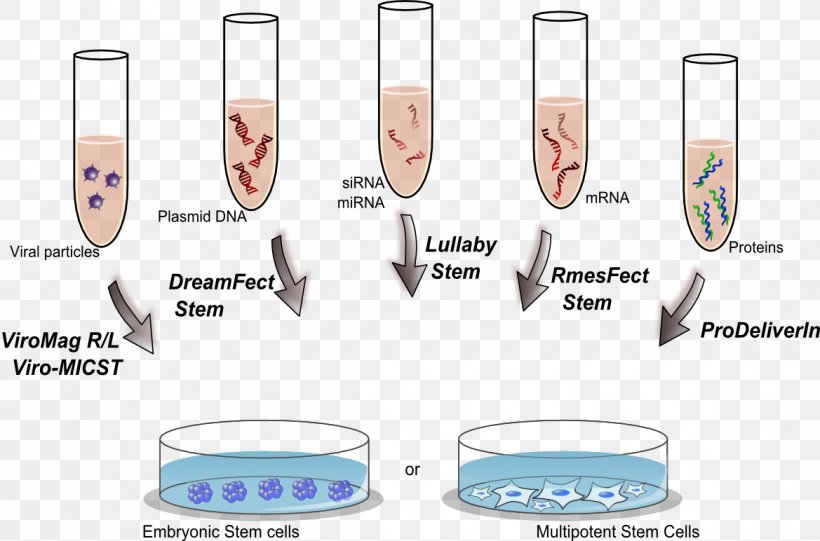 Transfection Stem Cell Lipofectamine Cell Therapy, PNG, 1169x772px, Transfection, Area, Assay, Cell, Cell Culture Download Free