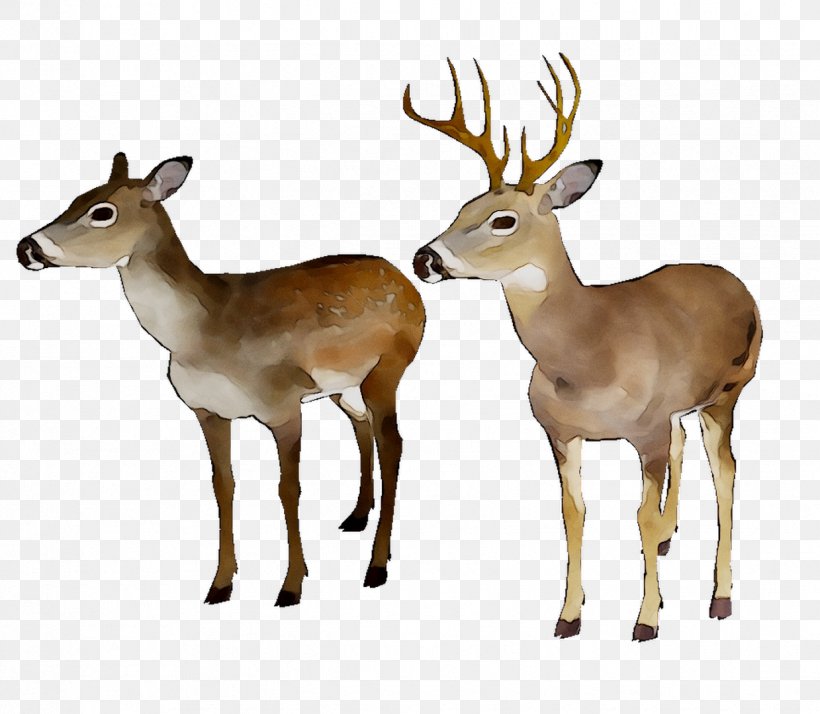 White-tailed Deer Reindeer Moschus Antler, PNG, 1239x1079px, Whitetailed Deer, Animal, Antelope, Antler, Chevrolet Impala Download Free